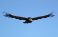 Colca Canyon tours - Condor's flight Andes Peru