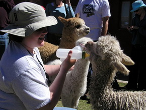 Tourist feeding lamas on the tour from Cusco to Puno, Route of the Sun