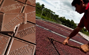 Productos de Bandera: El Cacao