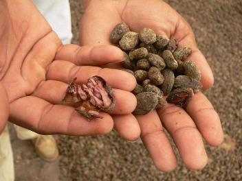 El cacao fue declarado como producto de bandera