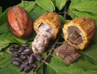 Nueva ruta turística del cacao en el Perú