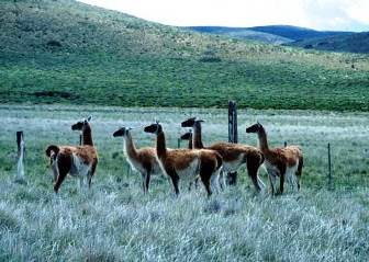 Proyecto mejora camélidos en zonas altoandinas