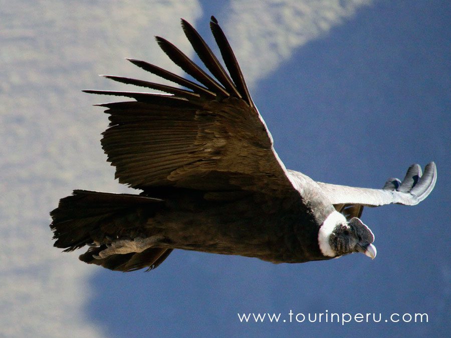 El cañón más profundo del mundo, el Cañón del Colca
