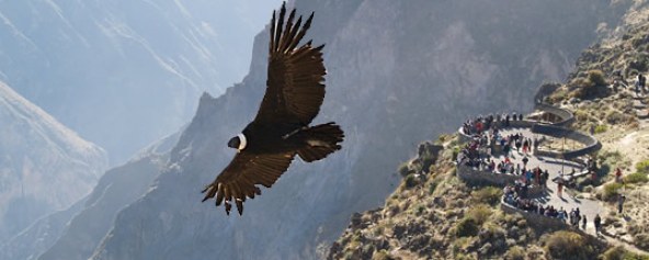 El Vuelo del Condor – Machu Picchu