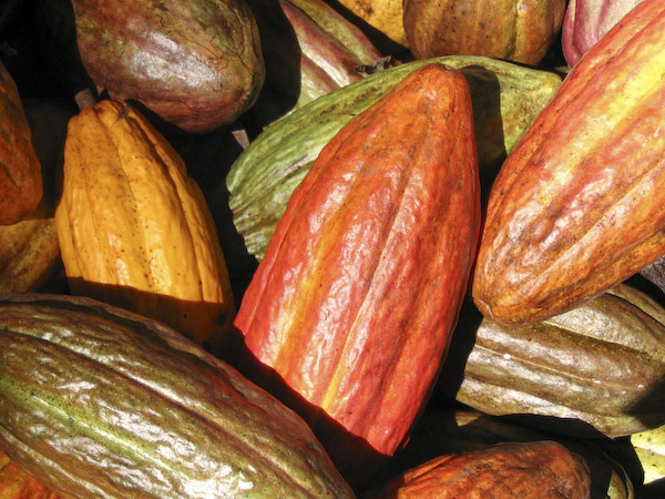 Nueva Ruta Turística del Cacao para el Perú