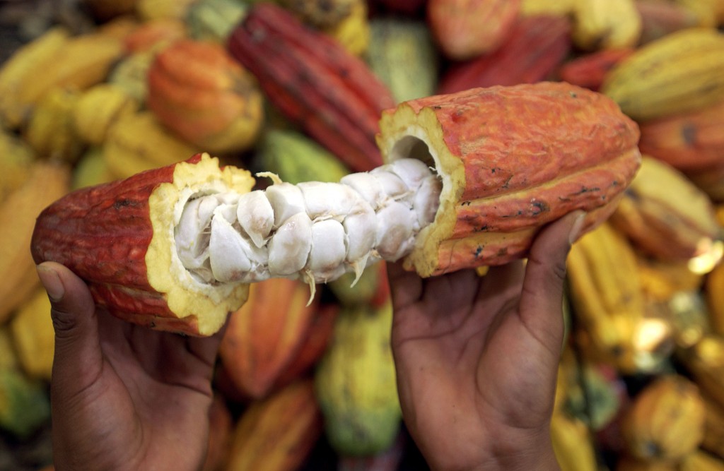 El cacao fue declarado como producto de bandera