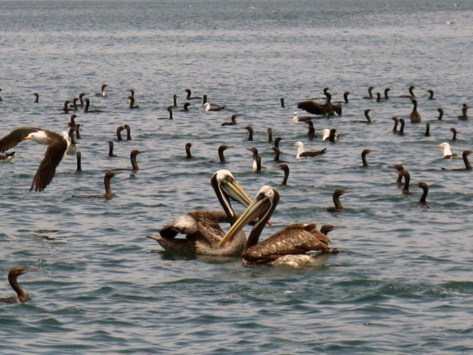 Disfruta de las Islas Palomino
