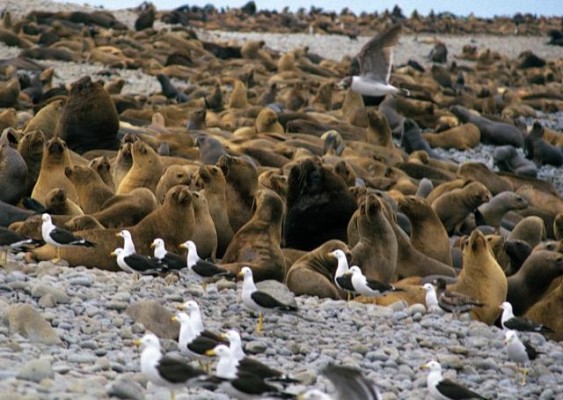 Los lobos marinos tienen un aspecto muy parecido al de la foca