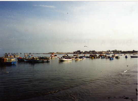 Pisco_playa
