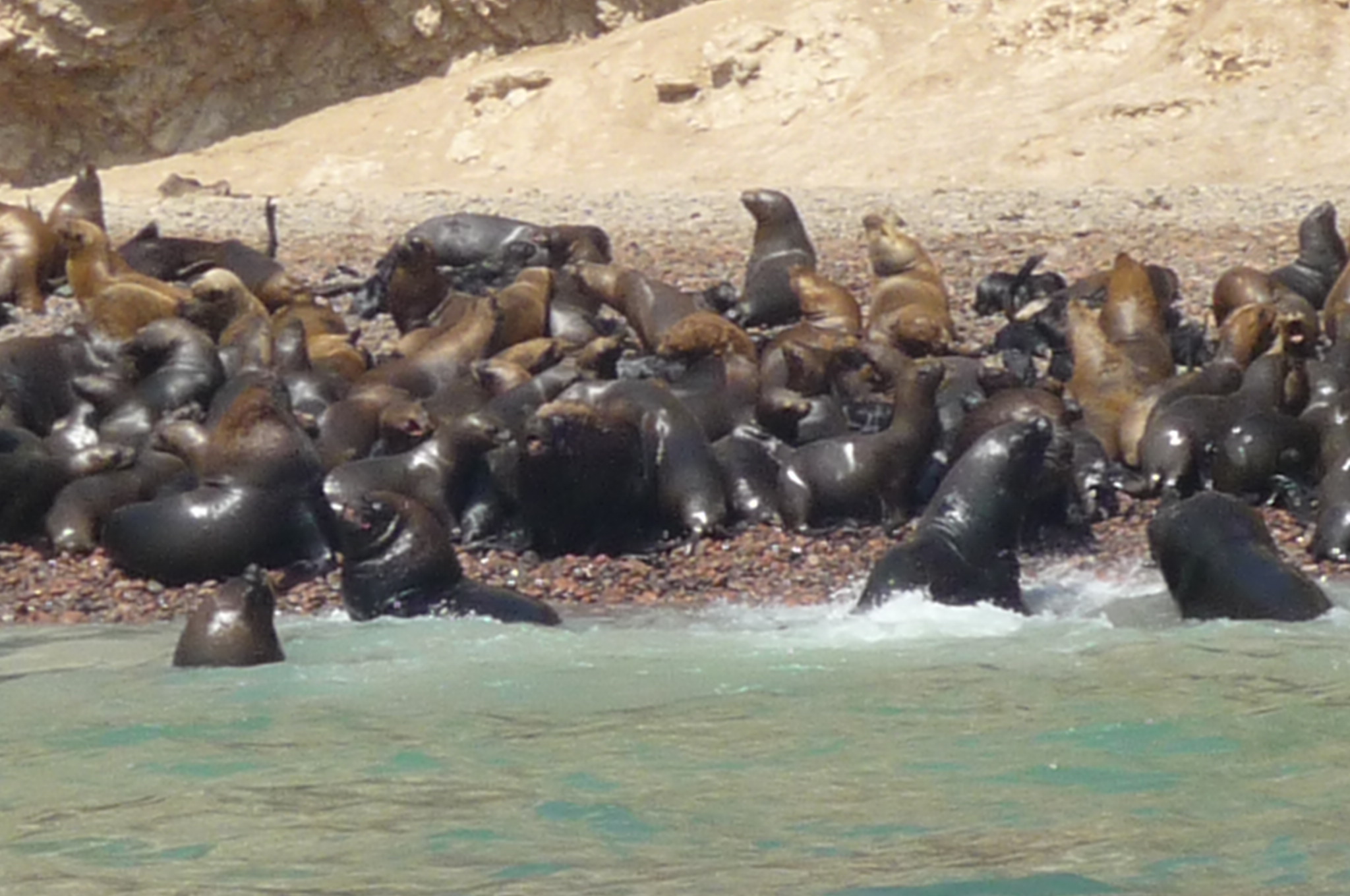 Viajar a la Reserva de Paracas