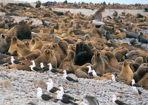 Entre el mar y la tierra se distinguen orillas de roca inmóvil, las playas pedregosas y las playas arenosas en el litoral y las islas. Entre el mar y la tierra se distinguen orillas de roca inmóvil, las playas pedregosas y las playas arenosas en el litoral y las islas.