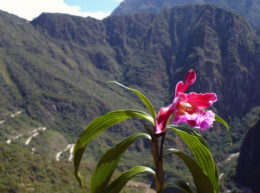 Ve de cerca las orquídeas en el Camino Inca a Machu Picchu