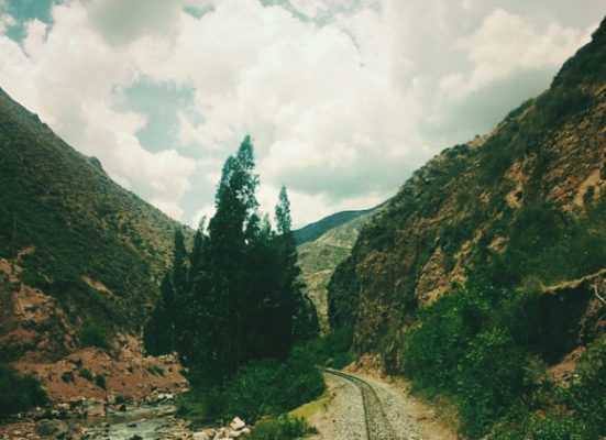 Àrboles de eucalipto desde el tren Hiram Bingham