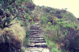 A cada paso del Camino Inca descubrirás la naturaleza andina