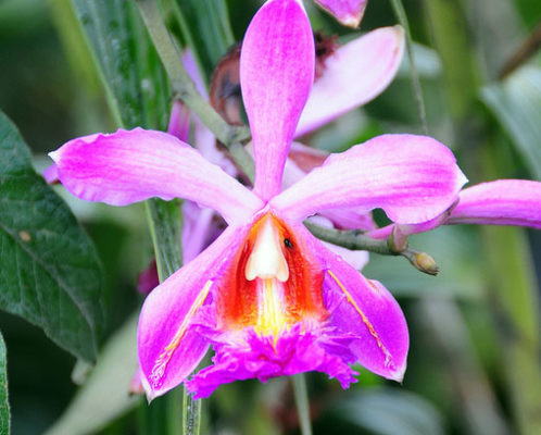 La orquídea como atractivo natural del Camino Inca