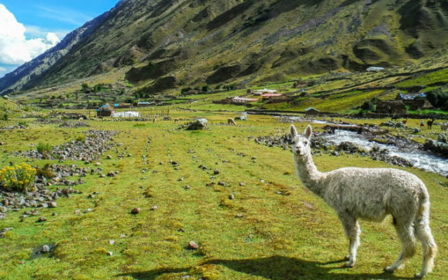 Conoce Machu Picchu por la Caminata de Lares en 4 días