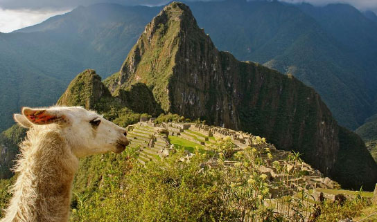 Toma una gran fotografía de Machu Picchu con una llama