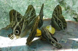 Museo de Mariposas en Machu Picchu en sus vacaciones