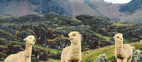 Alpacas en el segundo día del Camino Inca
