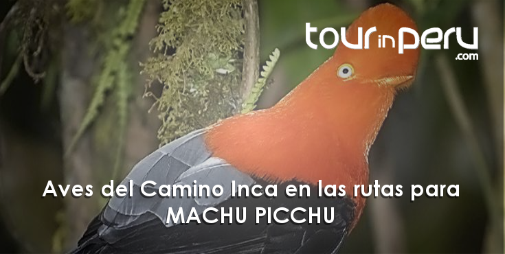 Aves Del Camino Inca en el parque arqueológico de Machu Picchu