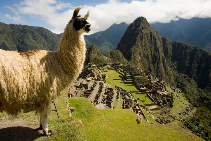 Vista de Machu Picchu con llama