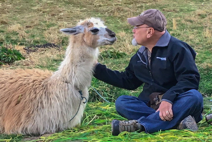 Llama las llamas y los incas