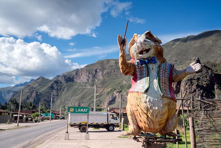 cuy en lamay Cuy en Lamay valle sagrado 2021