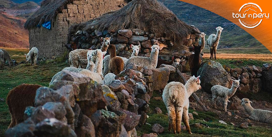 Las diferencias entre llamas y alpacas que debes conocer