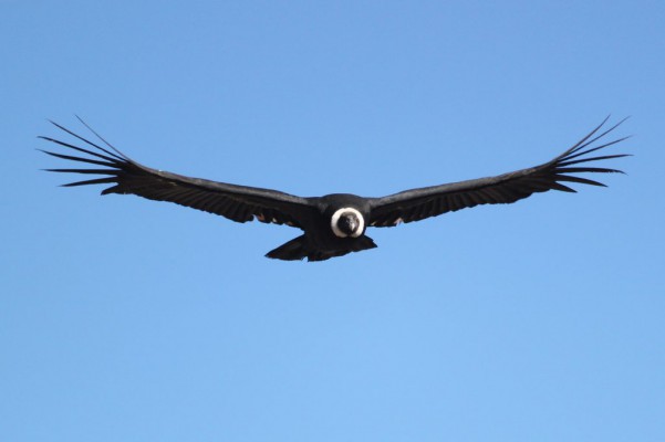 El majestuoso vuelo del Condor en el Valle del Colca